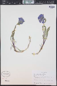 Polemonium viscosum image