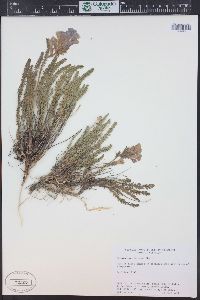 Polemonium viscosum image