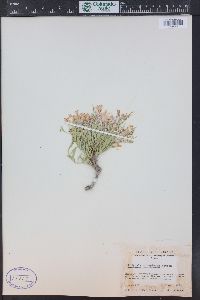 Polygala subspinosa image