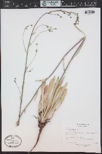 Eriogonum alatum image