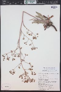 Eriogonum alatum image