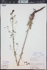 Eriogonum alatum image