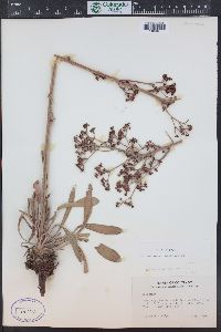 Eriogonum alatum image