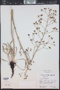 Eriogonum alatum image