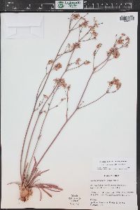 Eriogonum alatum image