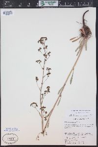 Eriogonum alatum image