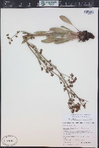 Eriogonum alatum image