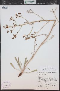 Eriogonum alatum image