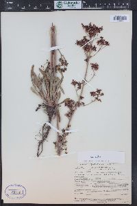 Eriogonum alatum image