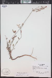 Eriogonum annuum image