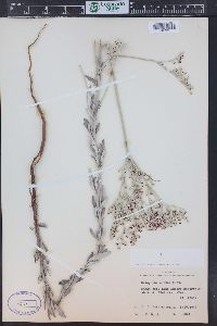 Eriogonum annuum image