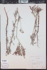 Eriogonum annuum image