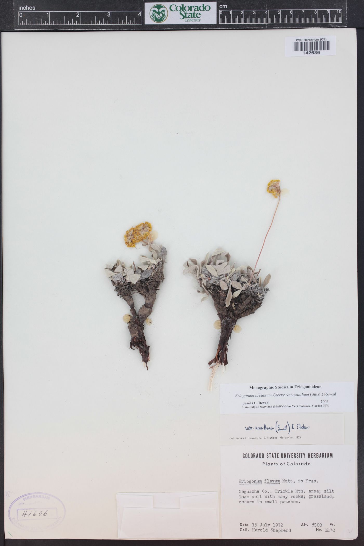 Eriogonum arcuatum var. xanthum image
