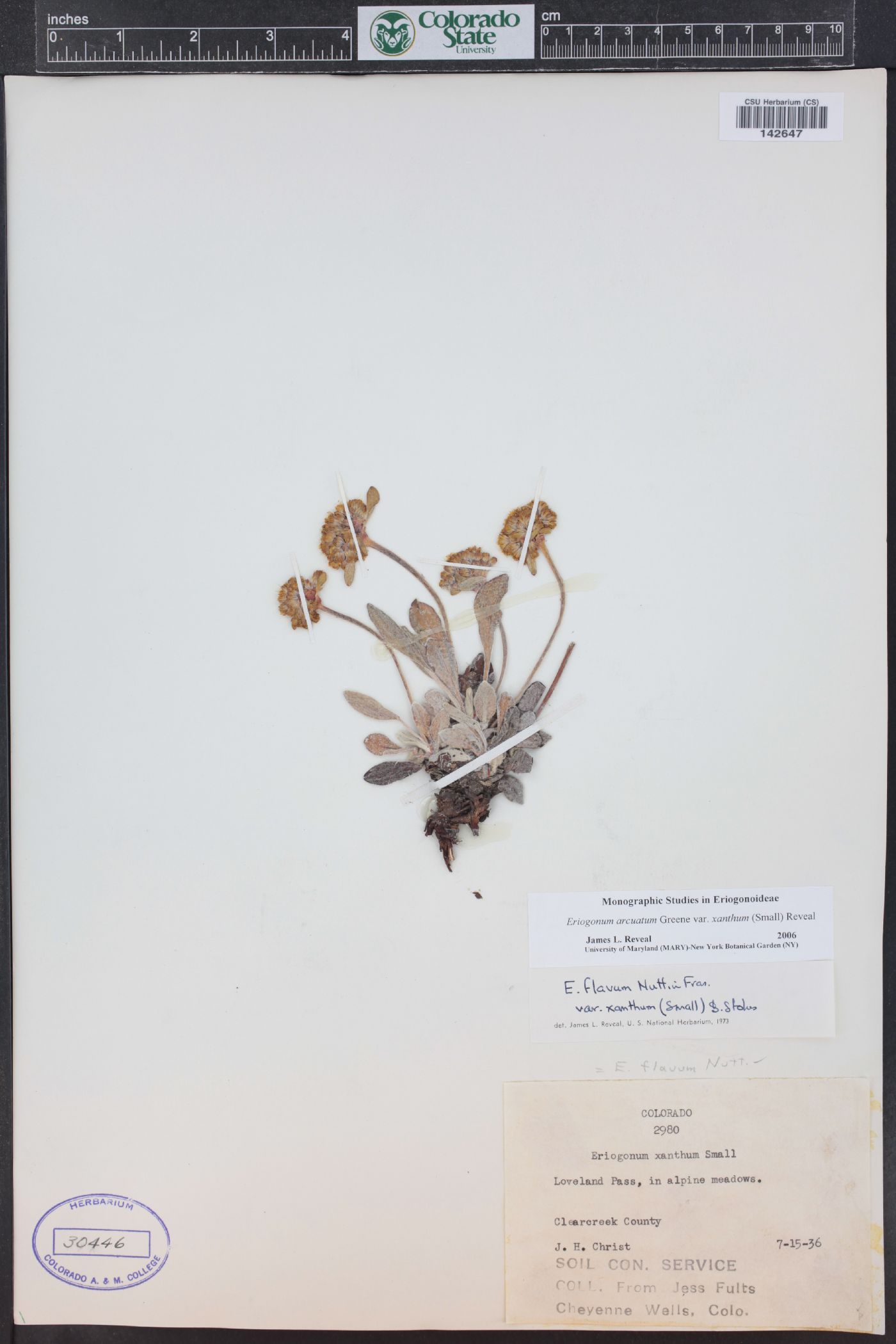 Eriogonum arcuatum var. xanthum image