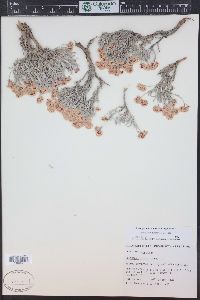 Eriogonum bicolor image