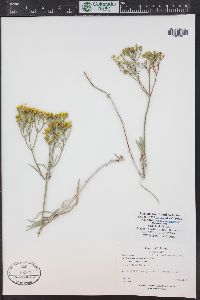 Eriogonum brevicaule image