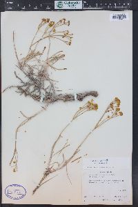 Eriogonum brevicaule image