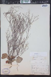 Eriogonum cernuum image