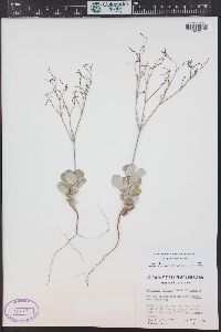 Eriogonum cernuum image