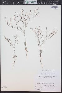 Eriogonum cernuum image
