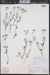 Eriogonum corymbosum image