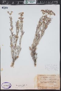 Eriogonum corymbosum image