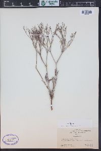 Eriogonum effusum image