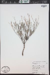 Eriogonum effusum image