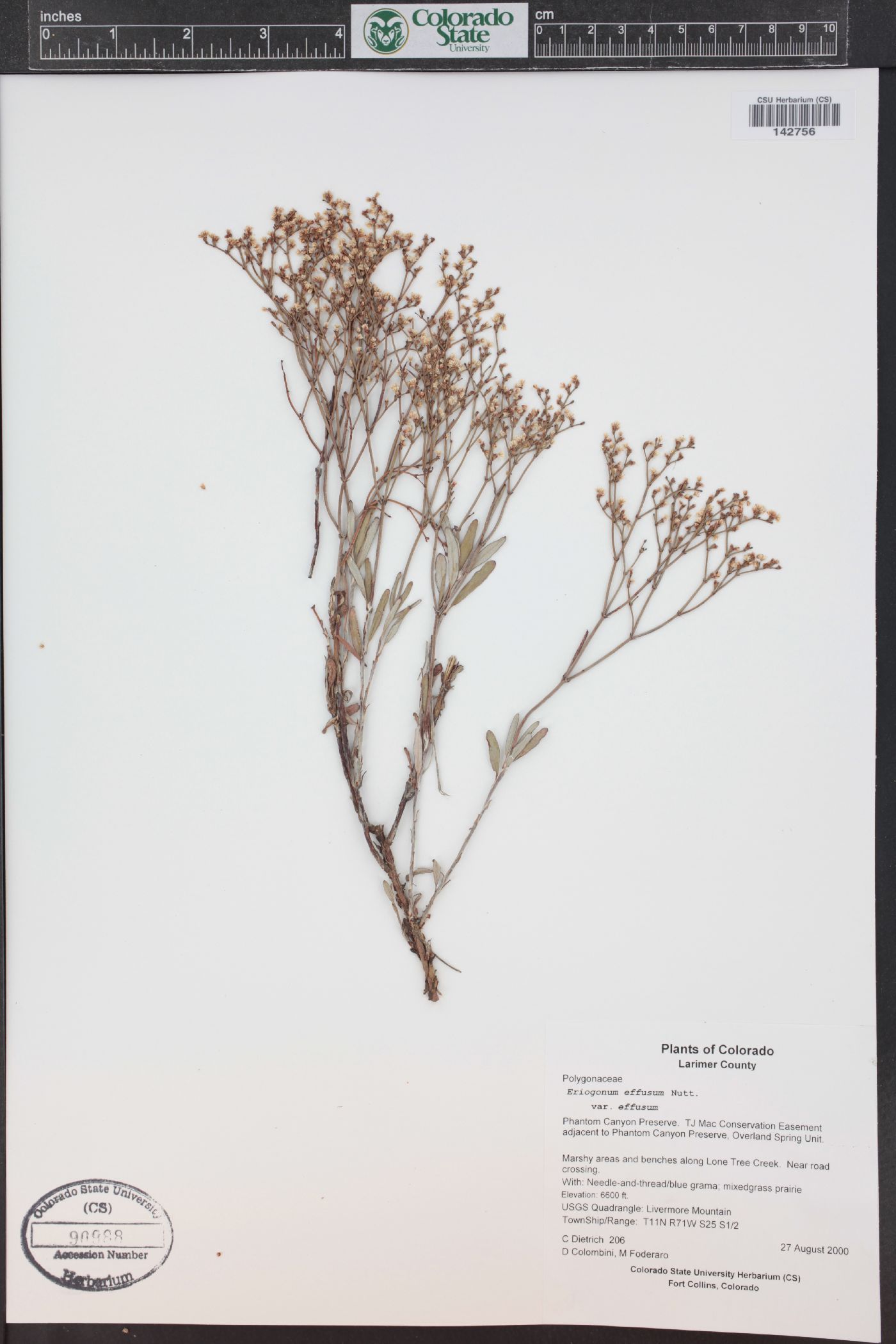 Eriogonum effusum image