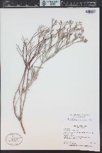 Eriogonum effusum image