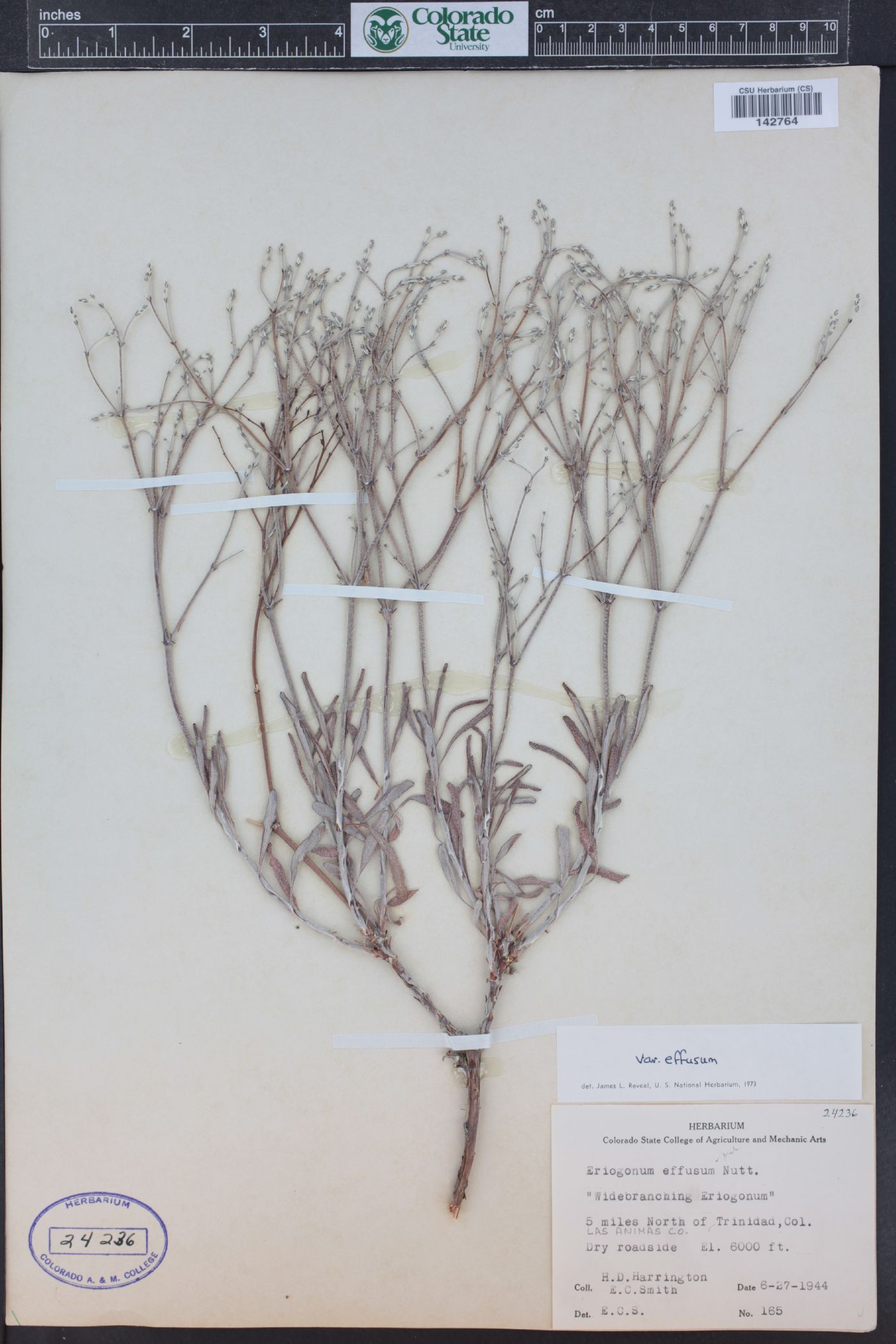 Eriogonum effusum image