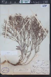 Eriogonum effusum image