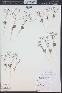 Eriogonum gordonii image