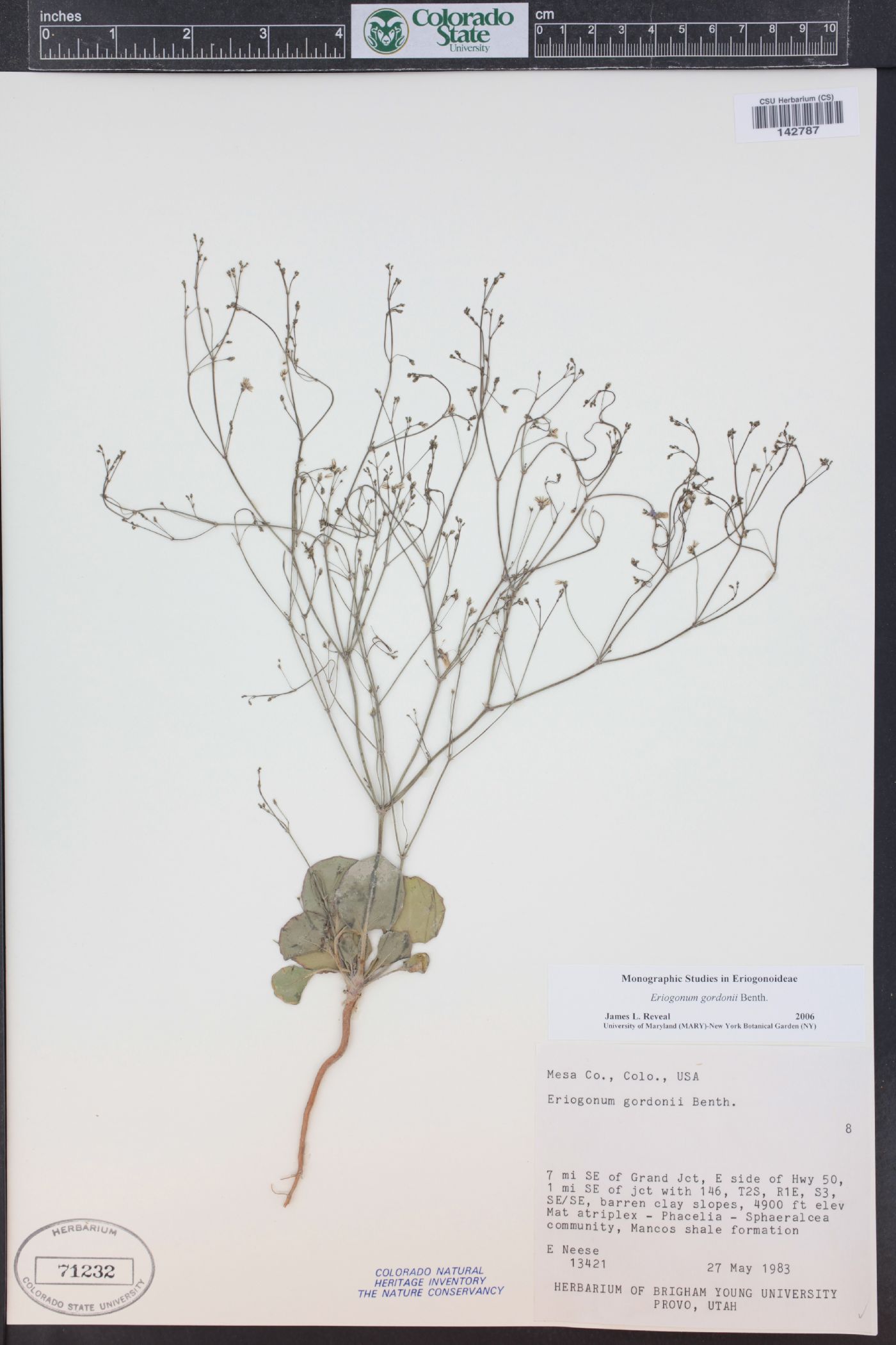 Eriogonum gordonii image