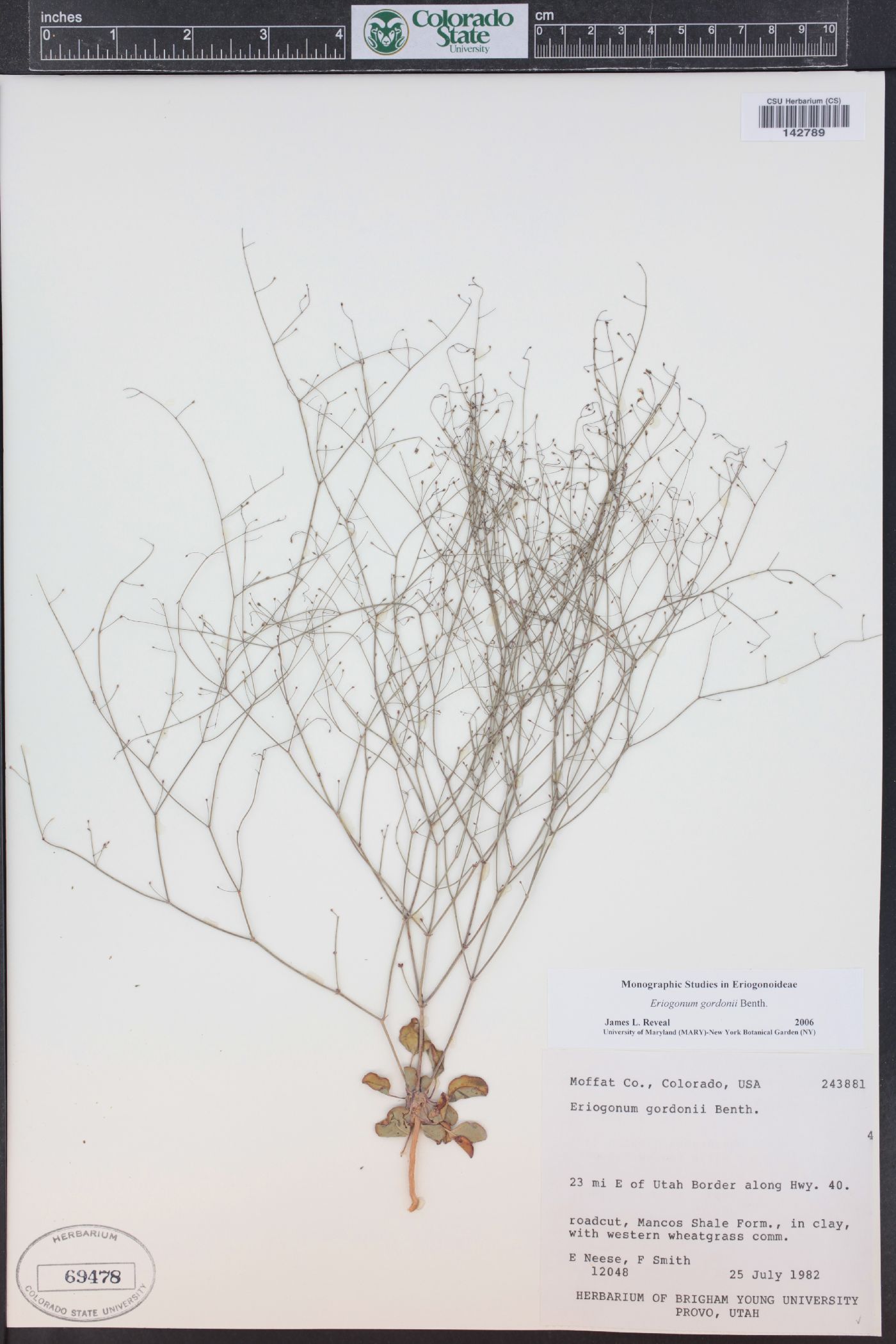 Eriogonum gordonii image