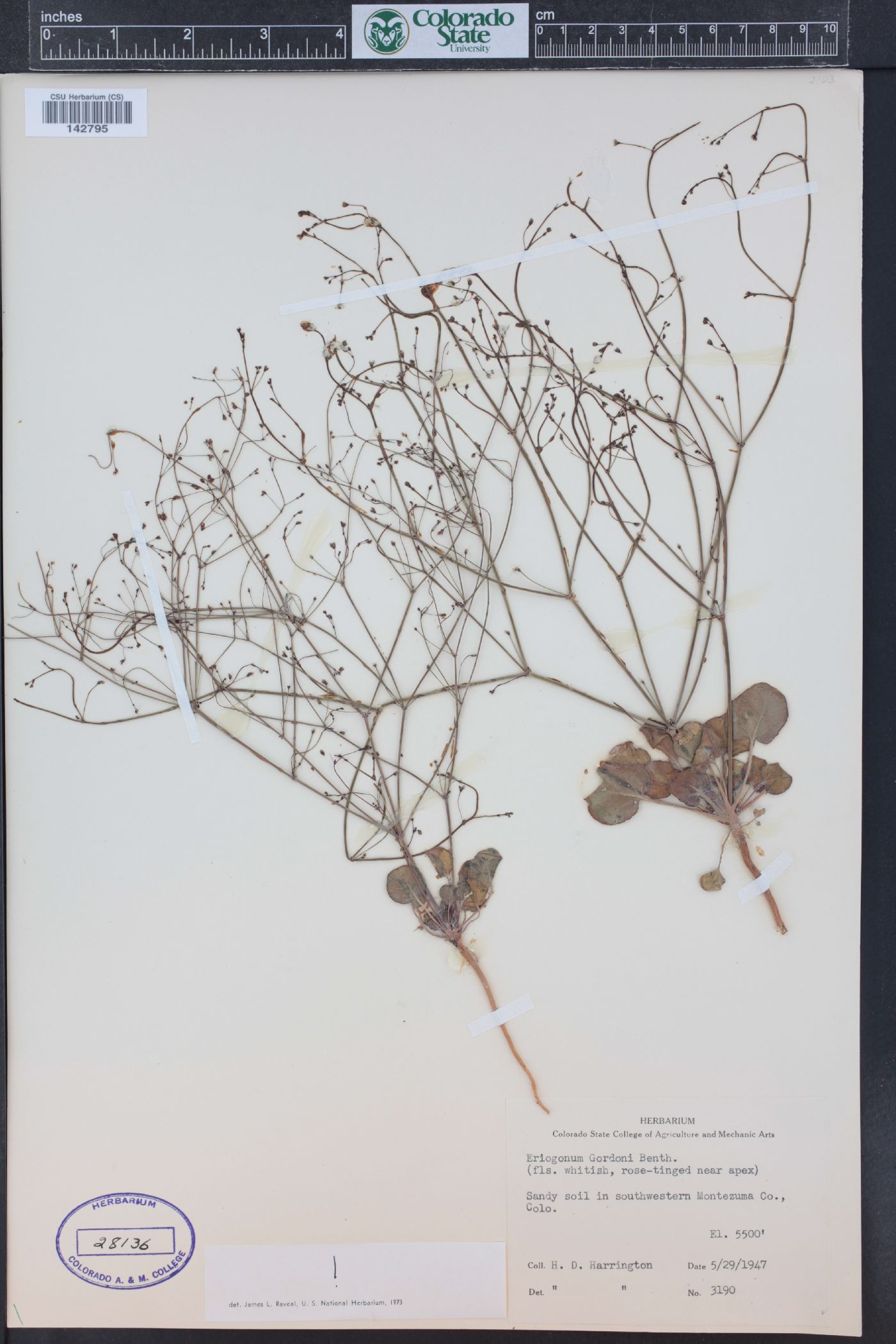 Eriogonum gordonii image