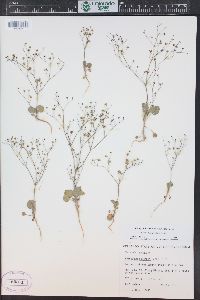 Eriogonum gordonii image