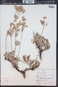 Eriogonum heracleoides image