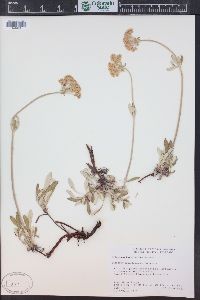 Eriogonum heracleoides image