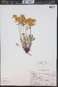 Eriogonum arcuatum var. arcuatum image