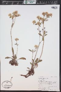 Eriogonum jamesii image