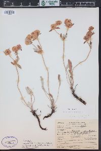 Eriogonum jamesii image