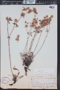 Eriogonum jamesii image