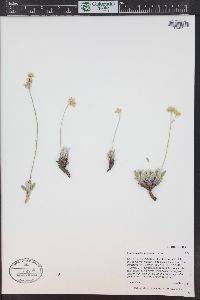 Eriogonum lachnogynum image