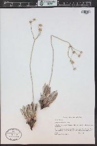 Eriogonum lachnogynum image