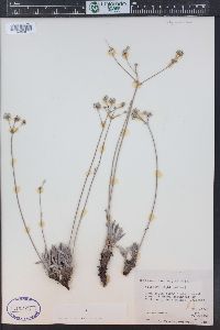 Eriogonum lachnogynum image