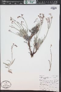 Eriogonum lonchophyllum image