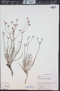 Eriogonum lonchophyllum image