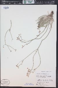 Eriogonum lonchophyllum image