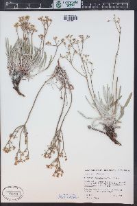 Eriogonum lonchophyllum image